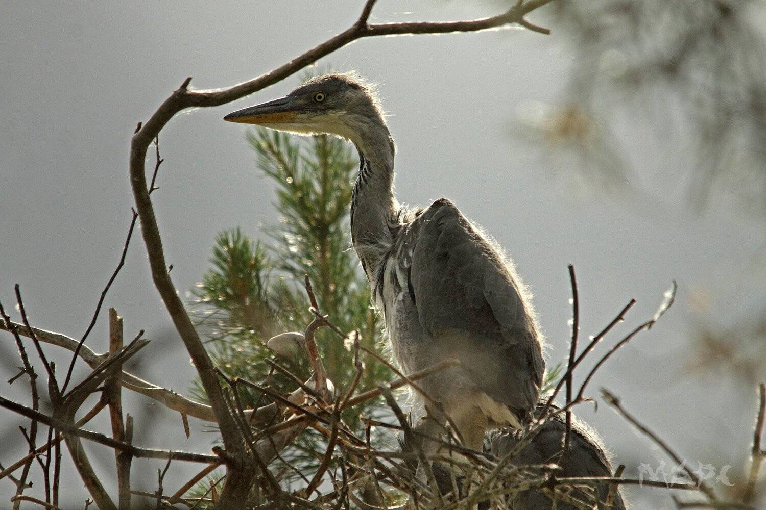 , Шангареев Марс