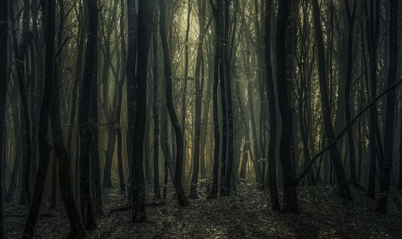 divine forest фото превью