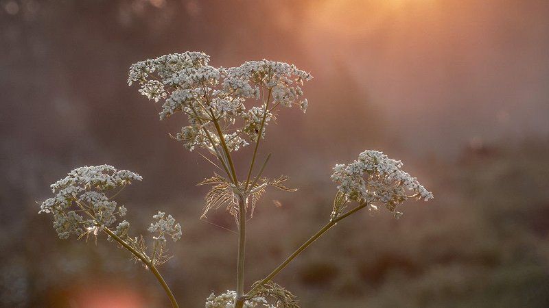 Лето, Макро, Цветок *** фото превью