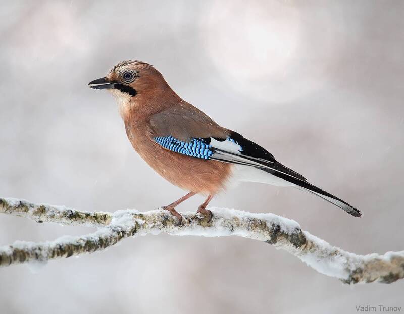 сойка Сойка фото превью
