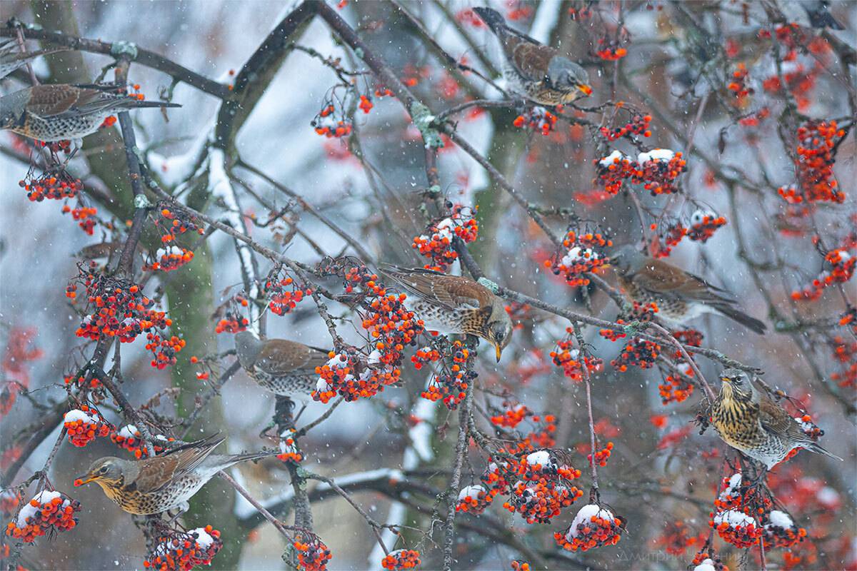 , Чудинин Дмитрий