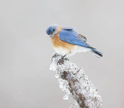 Eastern Bluebird. Freezing Rain - Восточная сиалия