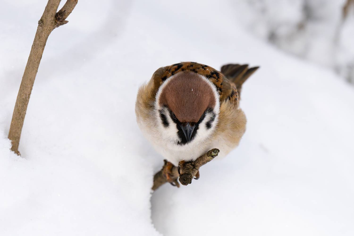 sparrow, winter, branch, воробей, зима, Сергей Малинкин