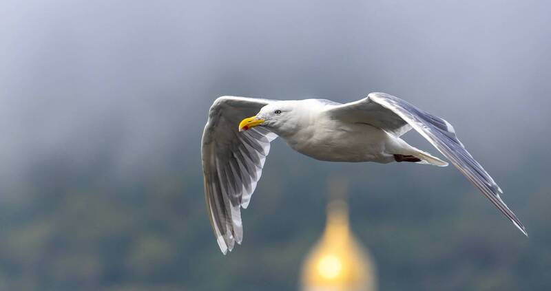 В полете.. фото превью