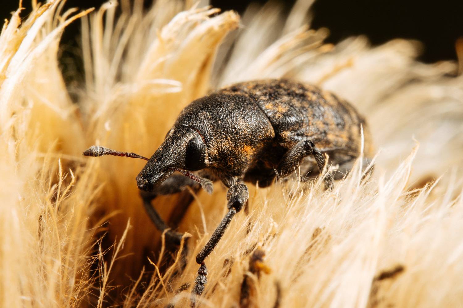 , Ольга Таланцева