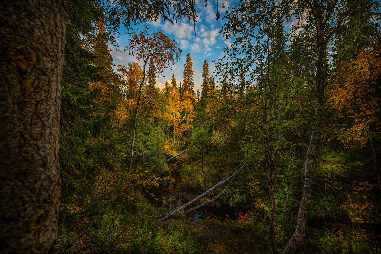 нарьян, осень, пейзаж, Чобот Василий