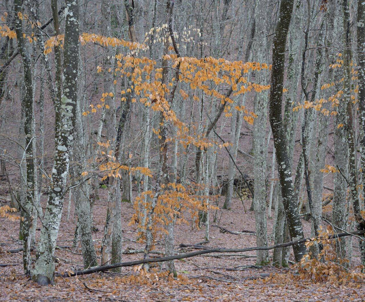 , Гусаченко Андрей