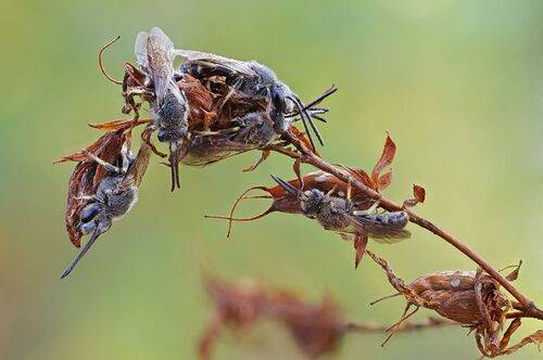 Пчёлы. Общежитие семейного типа.