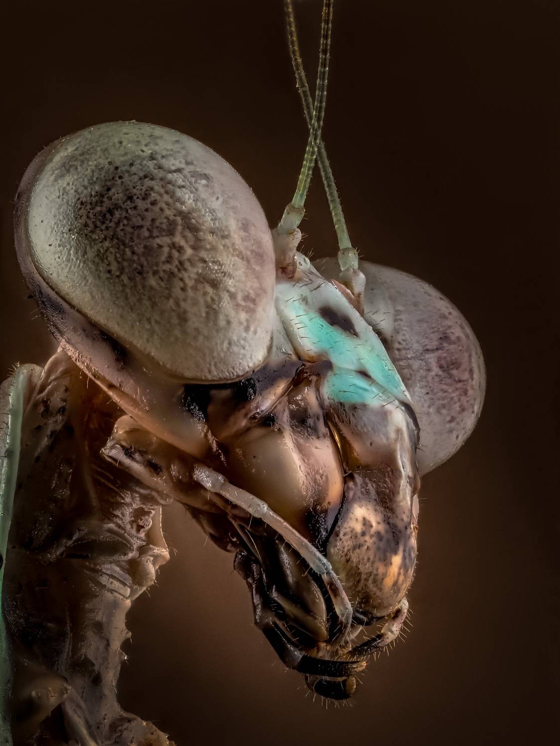 , Олег Савицкий