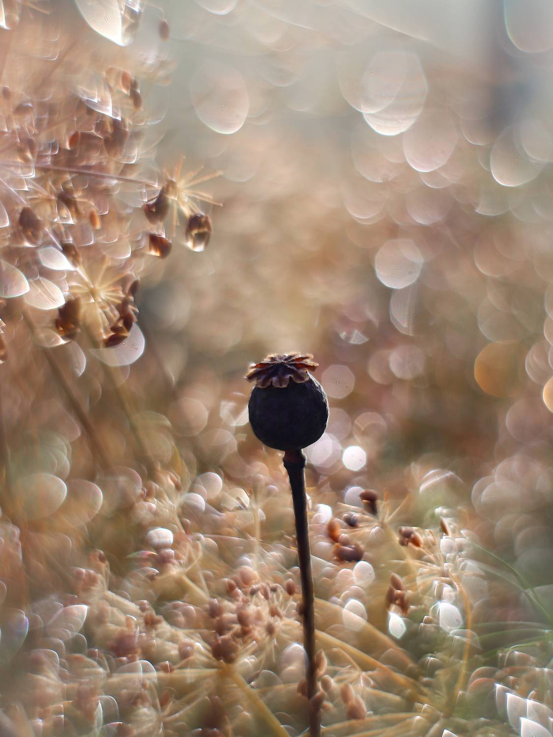 Гелиос 44-2, свет, абстракция, Васильев Игорь