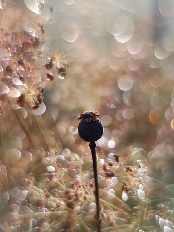 Гелиос 44-2, свет, абстракция Маковка фото превью