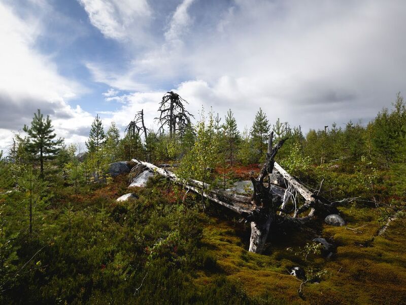 Мох на Воттовааре фото превью