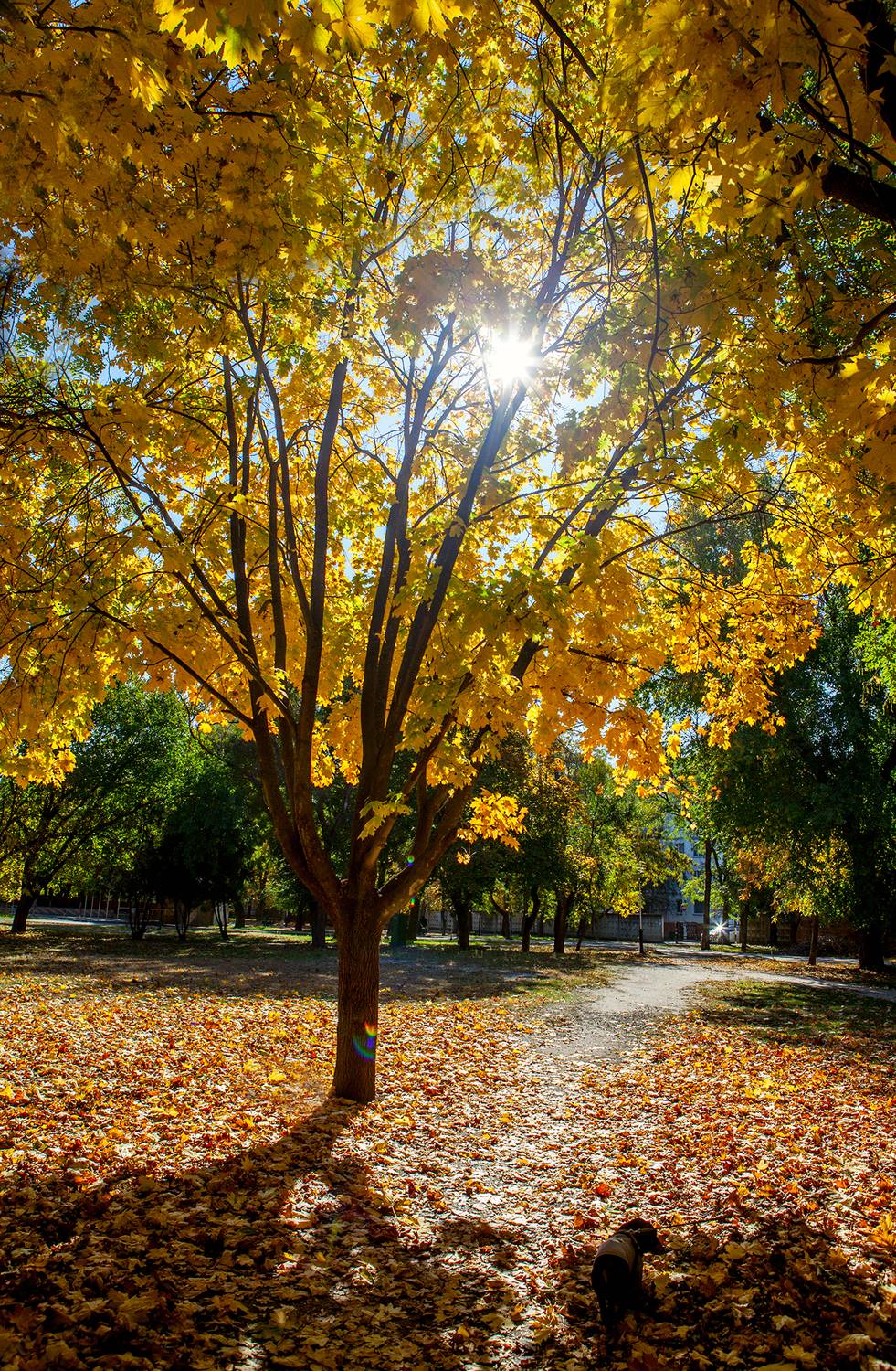 , Андрей Петросян