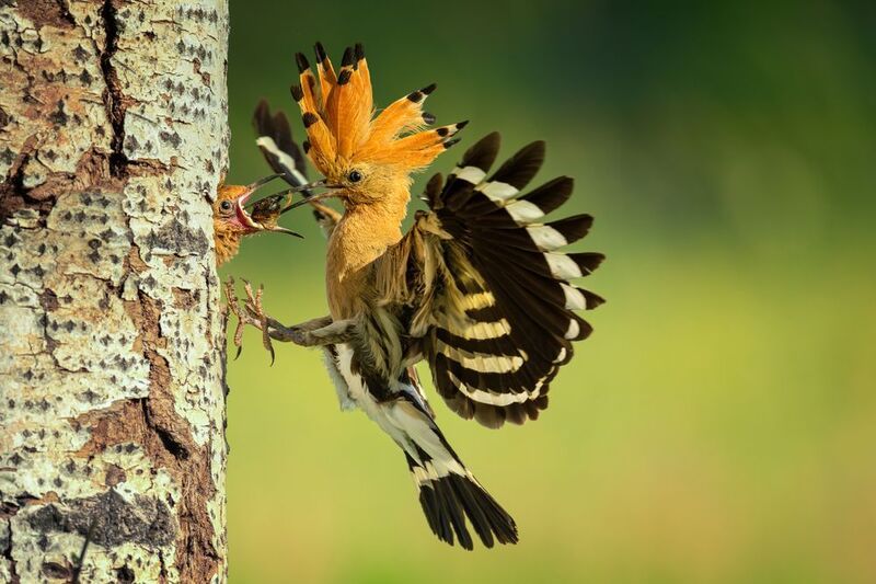 Caring mother фото превью