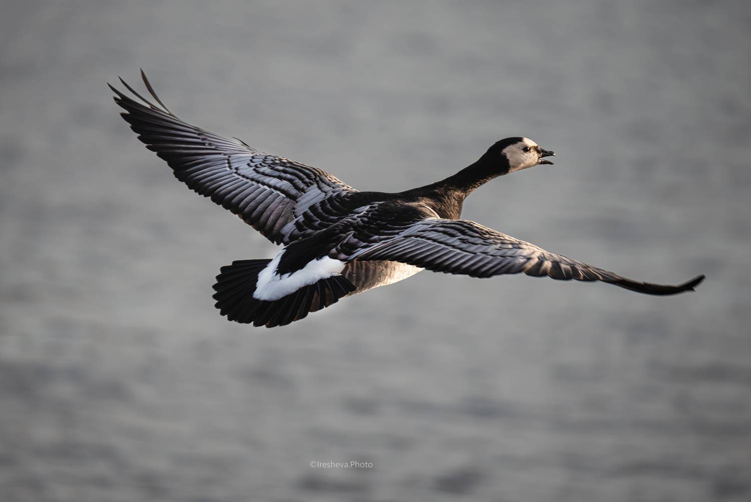 Белощекая казарка, казарка, гусь, птица, Ирешева Мария