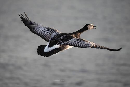 Белощекая казарка