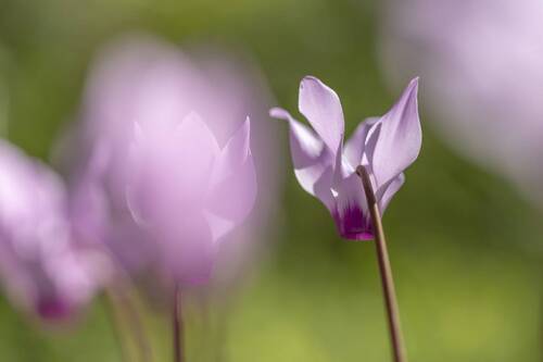cyclamen flowers