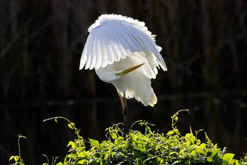 Большая белая цапля. фото превью