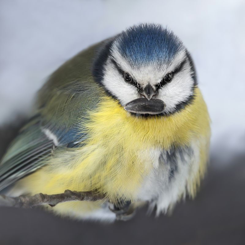 wildlife, birdwatching, nature, bird photography, птица, фотоохота, природа, лазоревка Лазоревка фото превью