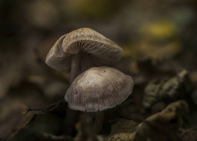 Mycenas фото превью