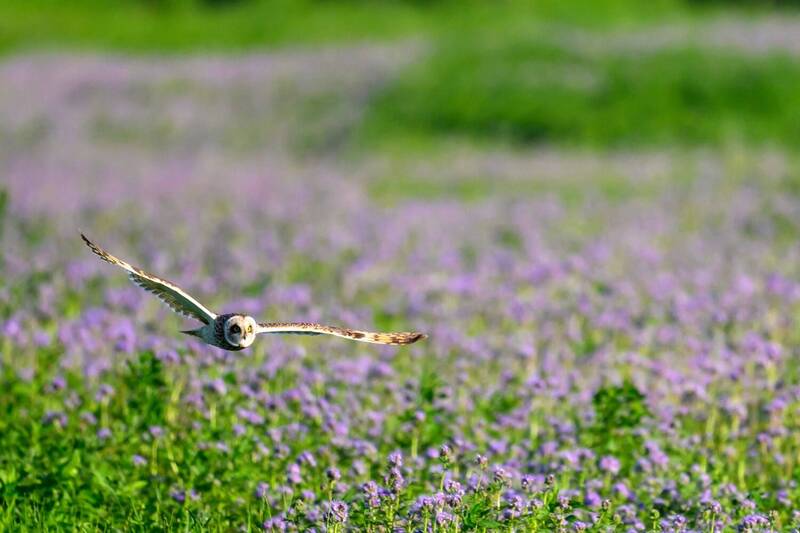 Пролетая над океаном цветов фото превью