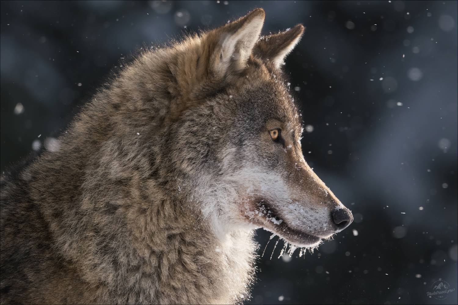 волк, волки, фотосъемка волков, фототур в красный бор, фотоохота в беларуси, фототур съемка животных, фототуры 2026, Влад Соколовский