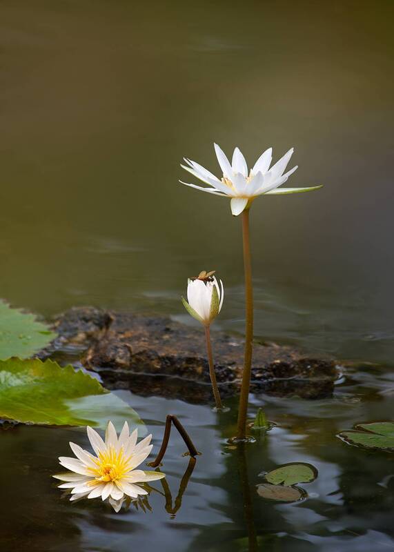 путешествие, мексика, природа, нимфея Падай семь раз, вставай восемь... фото превью
