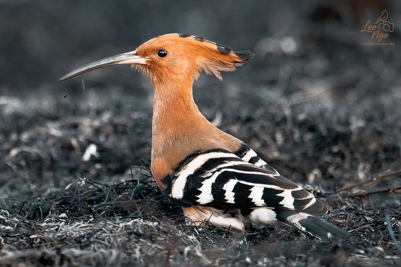 A quiet moment in the farmlands of Bà Rịa. фото превью