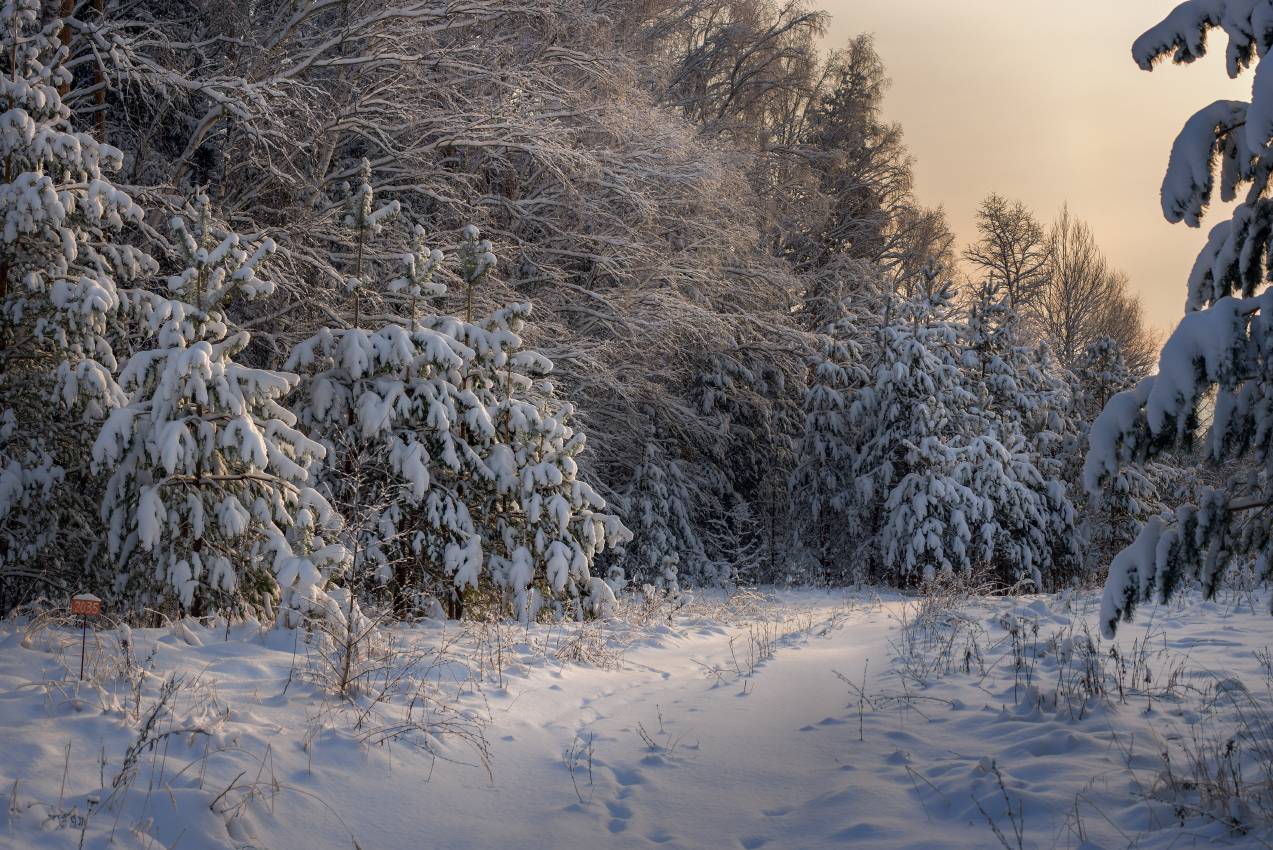лес, дорога, снег, вечер, серково, Алексеев Дмитрий