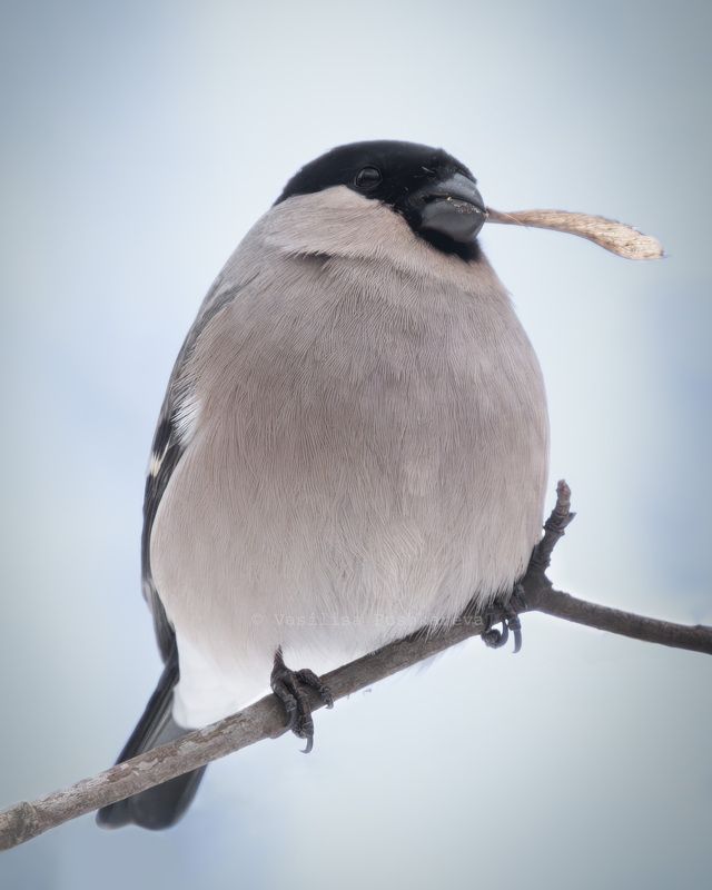 Снегирь, самка Снегирь фото превью
