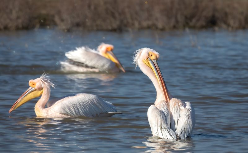 Розовые пеликаны.  фото превью