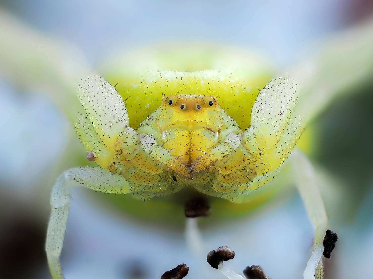 макросъемка, паук, Глеб Коровко