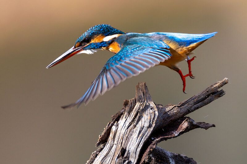 Зимородок фото превью