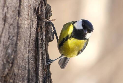 Большая синица (Parus major)
