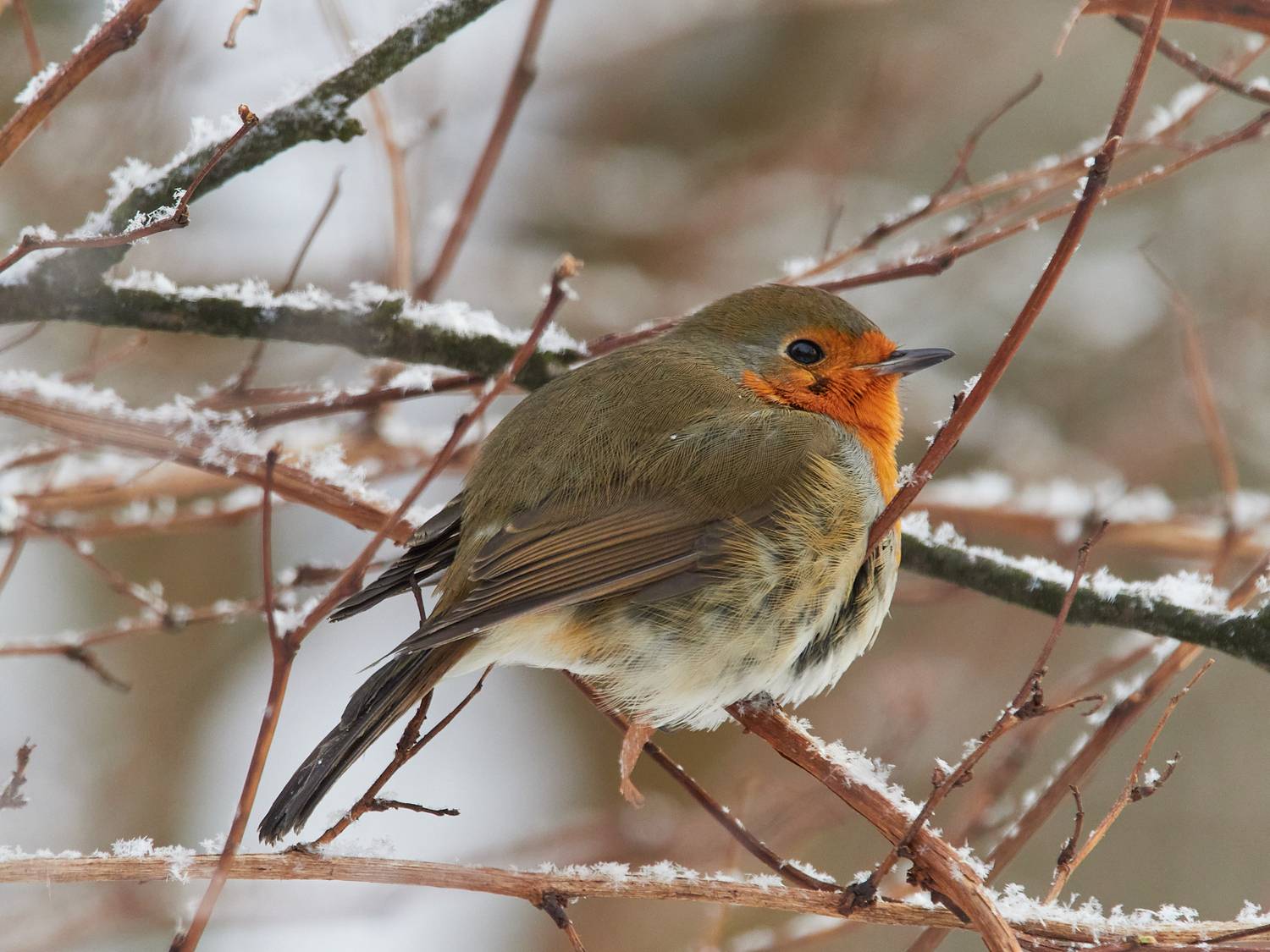 москва, фотоохота, кузьминки, птицы, зарянка, Михаил