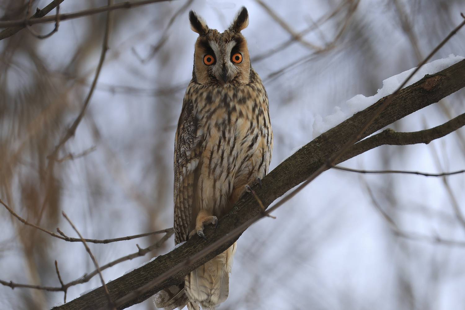 ушастая сова, Marat Magov