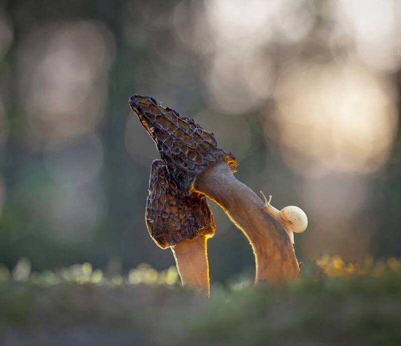 улитка, грибы, беларусь *** фото превью