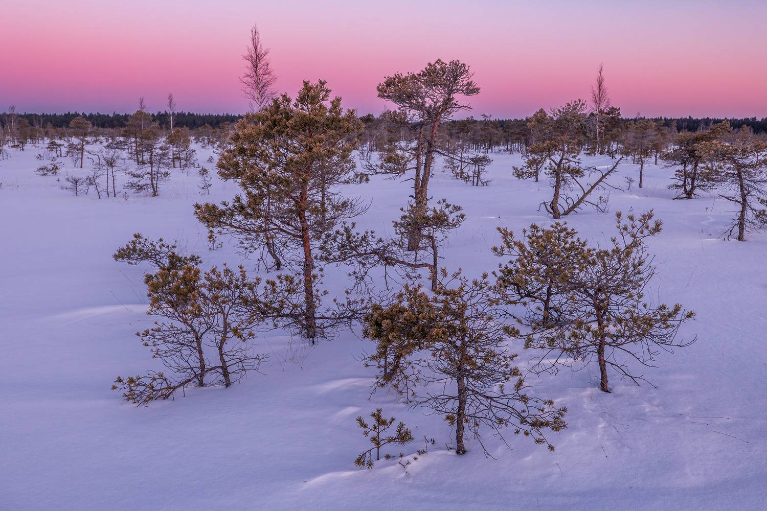 , Гордон Николай