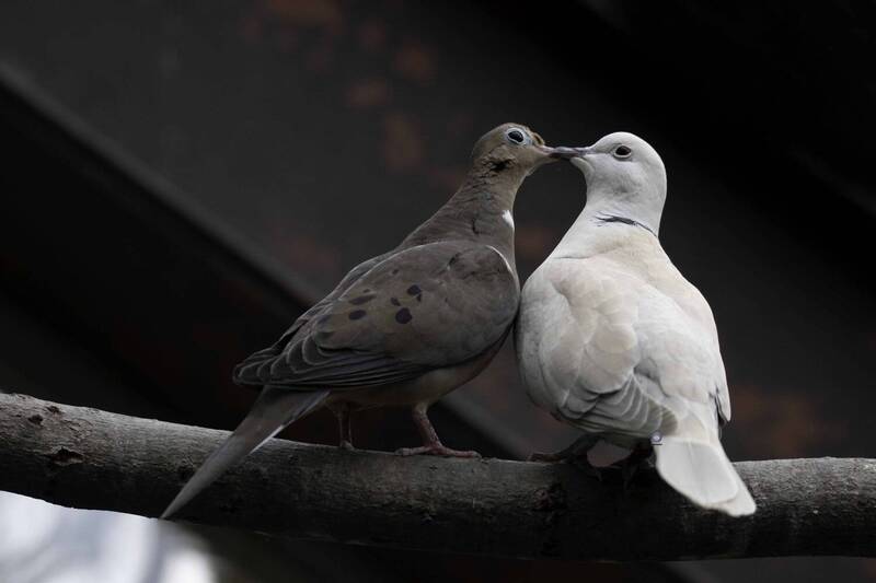 Dove on Valentine\'s Day фото превью
