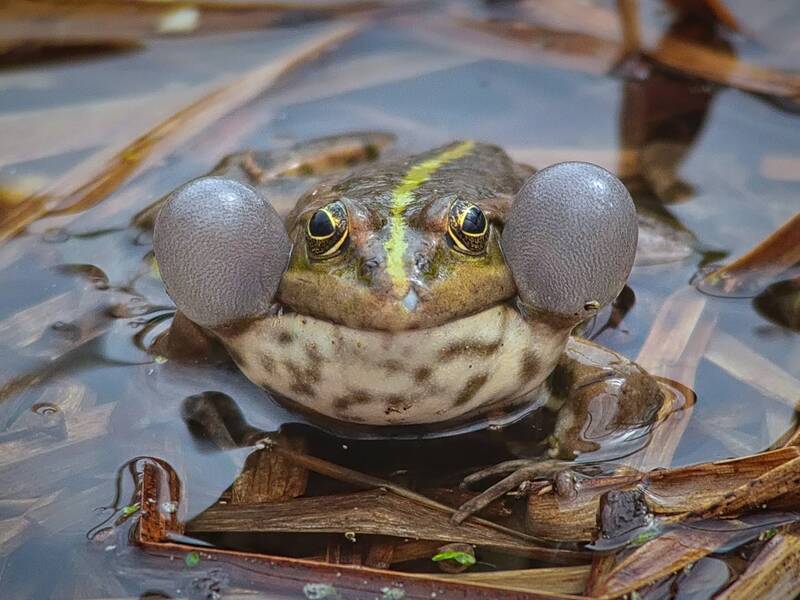 озёрная лягушка, pelophylax ridibundus, большой суслик, spermophilus major, шведский соловей, варакушка, luscinia svecica Поющие серенады и другие влюблённые фото превью