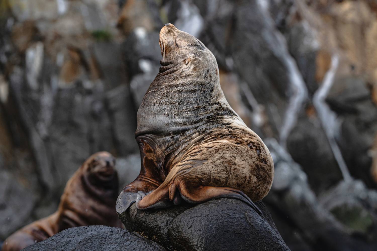 , Александр Мухин