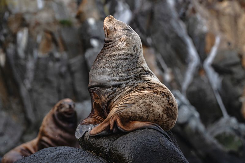 Сивуч фото превью