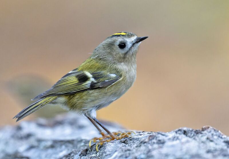 Жълтоглаво кралче     Regulus regulus  фото превью