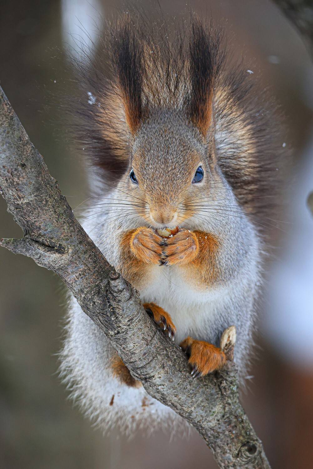 белка, кусковский парк, Marat Magov