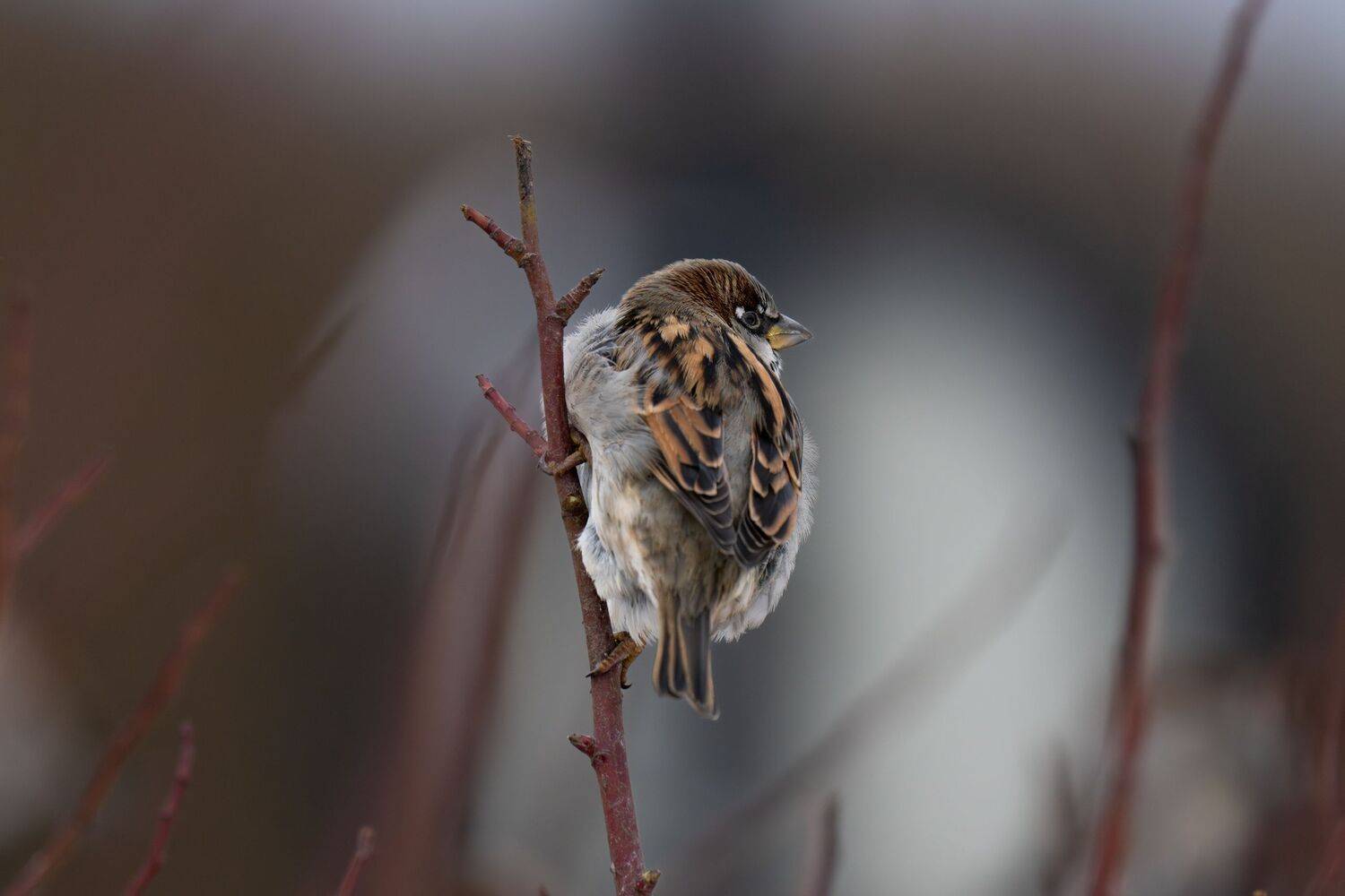 sparrow, winter, branch, воробей, зима, Сергей Малинкин