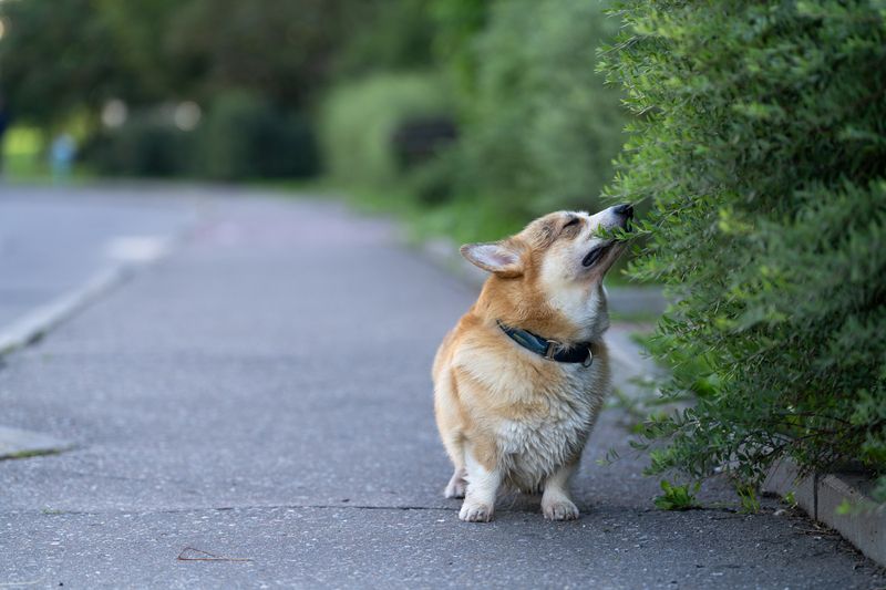 corgi, pembroke, corgi pembroke, summer, walker, dog, корги, прогулка, everydaymoments, streetdog, summerwalk Taste of Summer фото превью