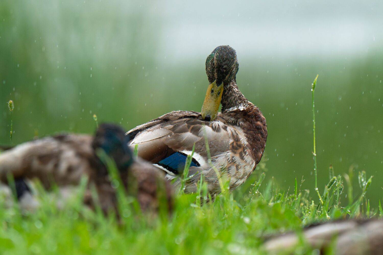 summer, rain, duck, drops, капли,лето,утка, Сергей Малинкин