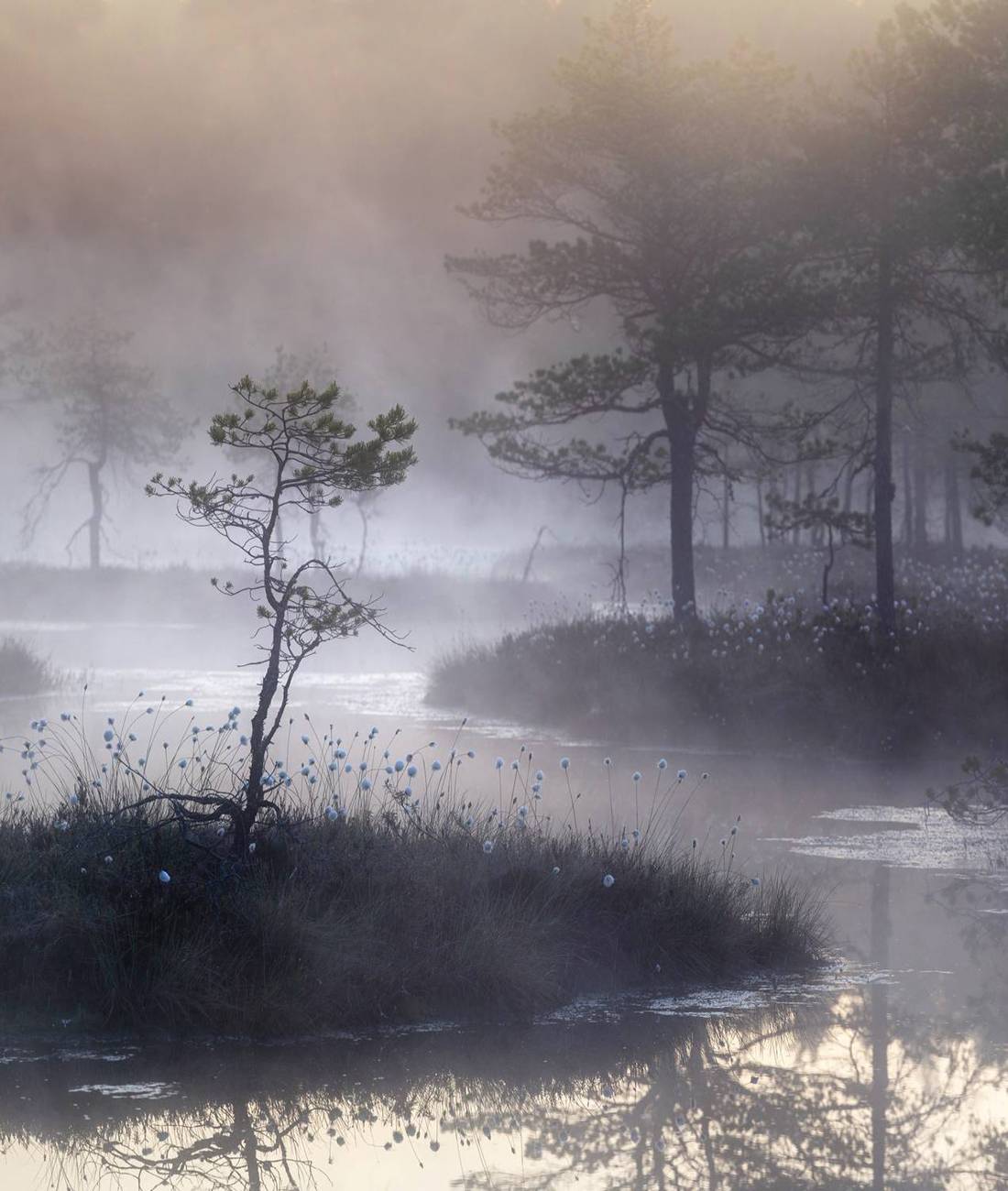 болото, рассвет, туман, природа, пейзаж, карелия, Павел Ващенков