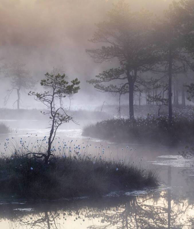 болото, рассвет, туман, природа, пейзаж, карелия Утро на болоте фото превью