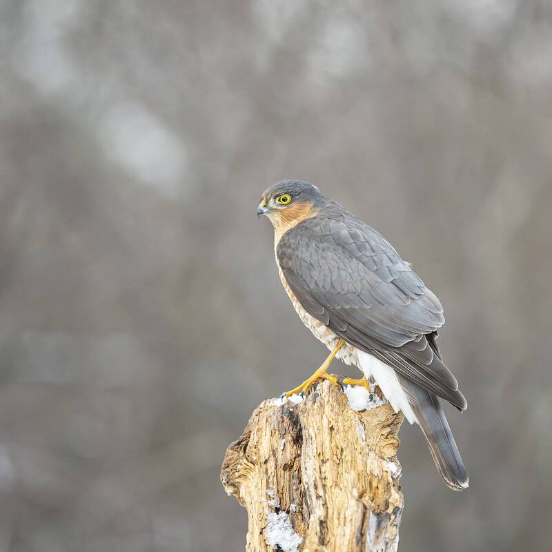 Ястреб перепелятник фото превью